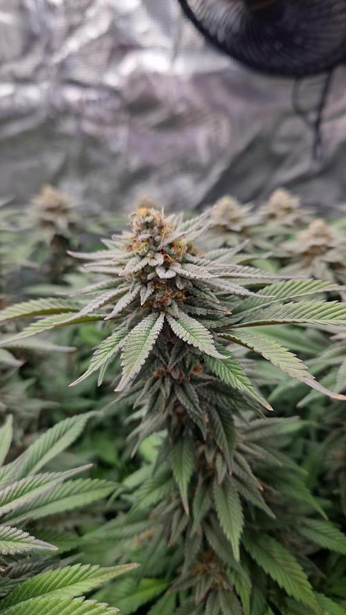 Glookies 30liter Mainlining. Week 17