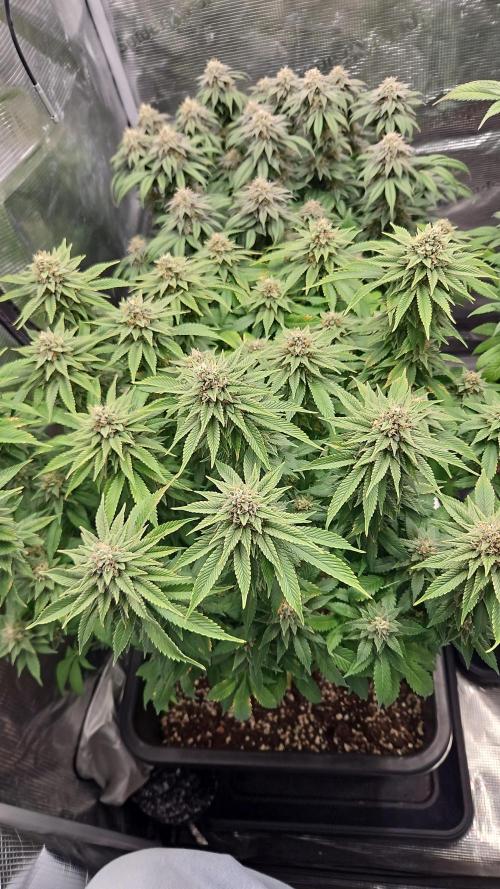 Glookies 30liter Mainlining. Week 17