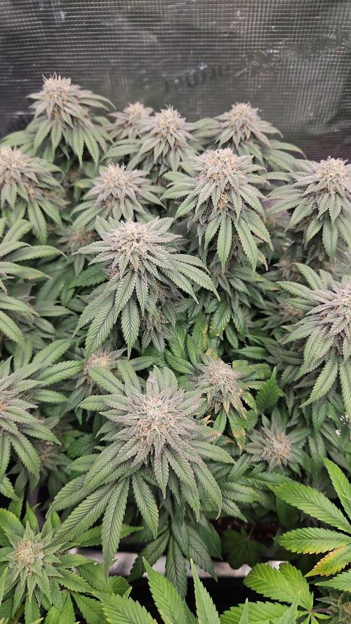 Glookies 30liter Mainlining. Week 17