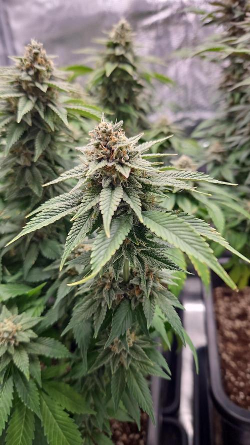 Glookies 30liter Mainlining. Week 17