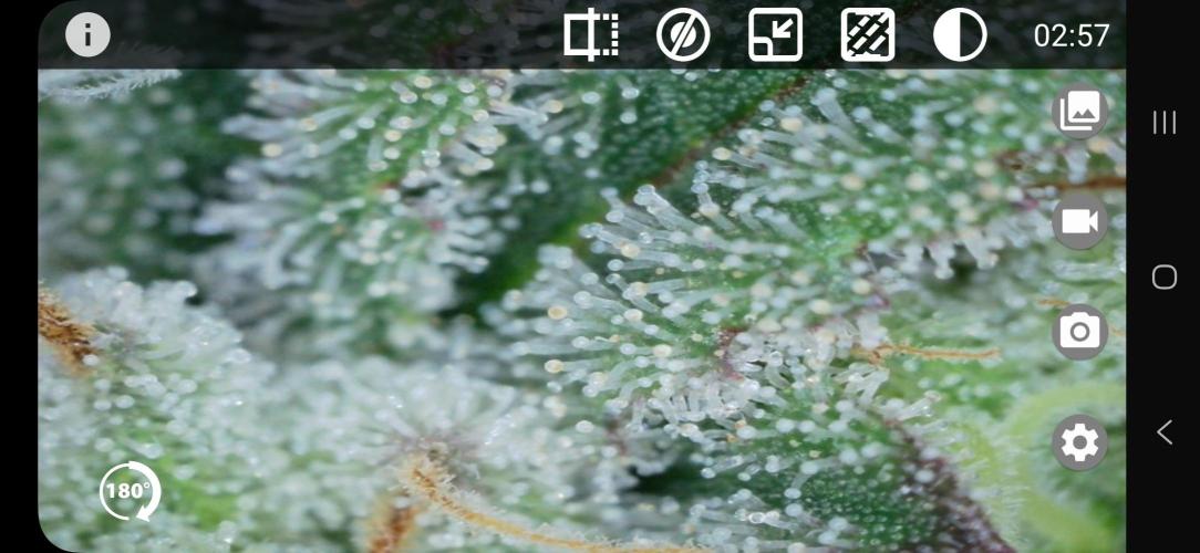 Glookies 30liter Mainlining. Week 17