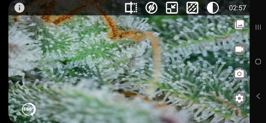 Glookies 30liter Mainlining. Week 17