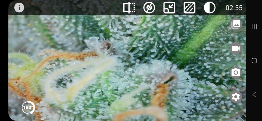 Glookies 30liter Mainlining. Week 17