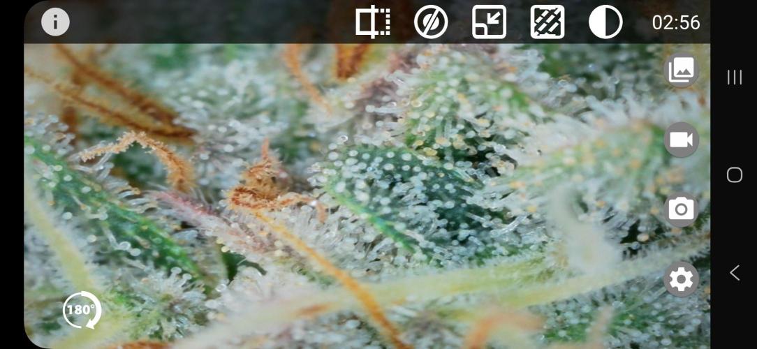 Glookies 30liter Mainlining. Week 17