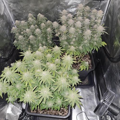 Glookies 30liter Mainlining. Week 17