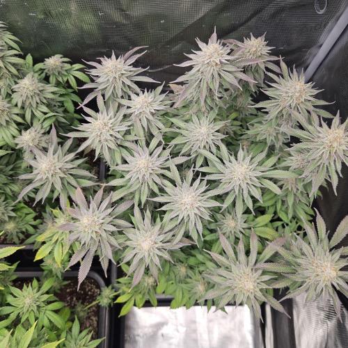 Glookies 30liter Mainlining. Week 17