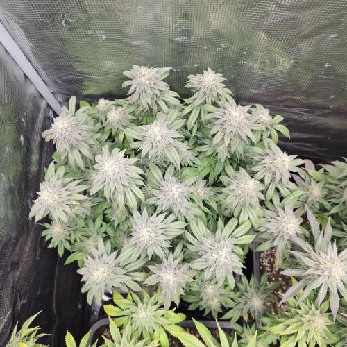 Glookies 30liter Mainlining. Week 17