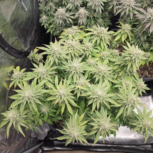 Glookies 30liter Mainlining. Week 17