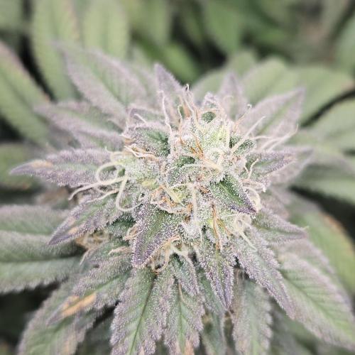 Glookies 30liter Mainlining. Week 17