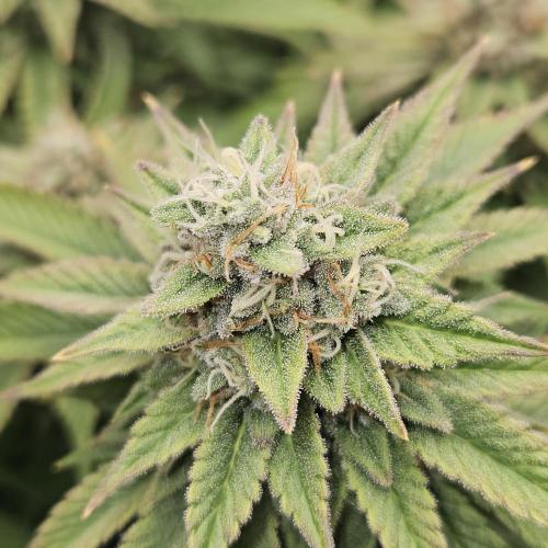 Glookies 30liter Mainlining. Week 17