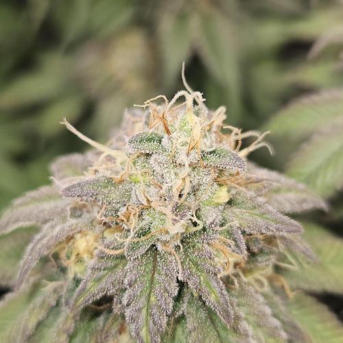 Glookies 30liter Mainlining. Week 17