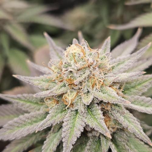 Glookies 30liter Mainlining. Week 17