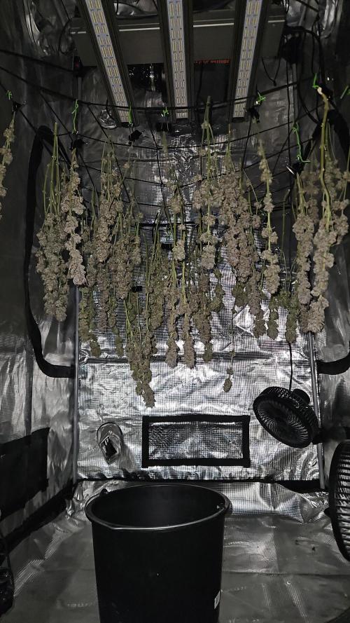 Glookies 30liter Mainlining. Week 18