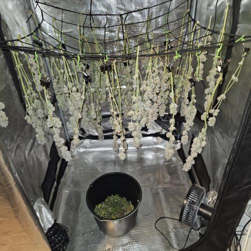 Glookies 30liter Mainlining. Week 18