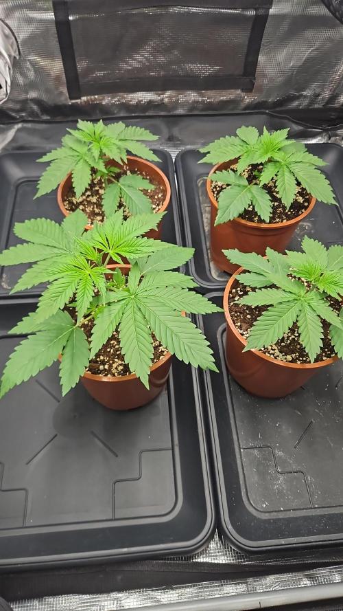 Imperium X. Week 3 - Super Farbe finde ich
