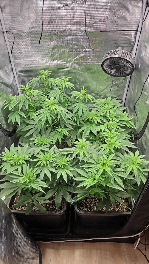 Imperium X. Week 6 - Es wurden ein paar Blätter entfernt 