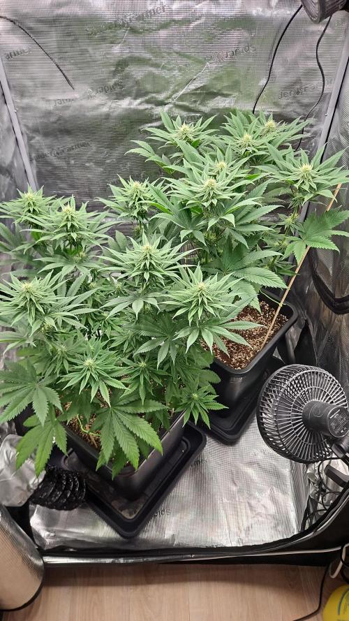 IMPERIUM X. Week 9