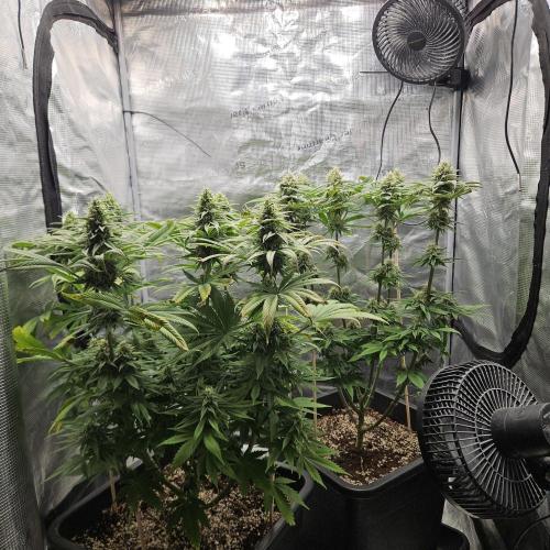 IMPERIUM X. Week 11