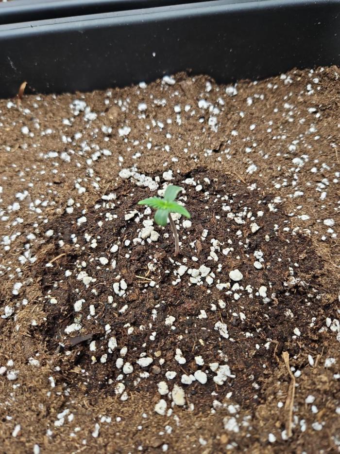 FastBuds Auto Mix Plagron. Week 0