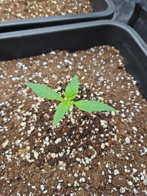 FastBuds Auto Mix Plagron. Week 1