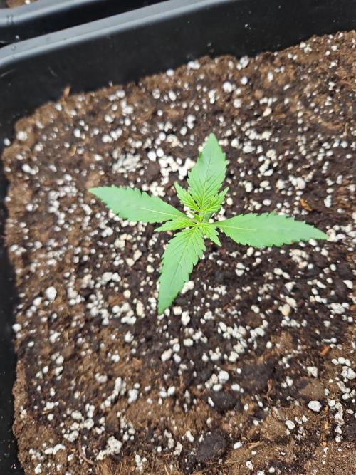 FastBuds Auto Mix Plagron. Week 1