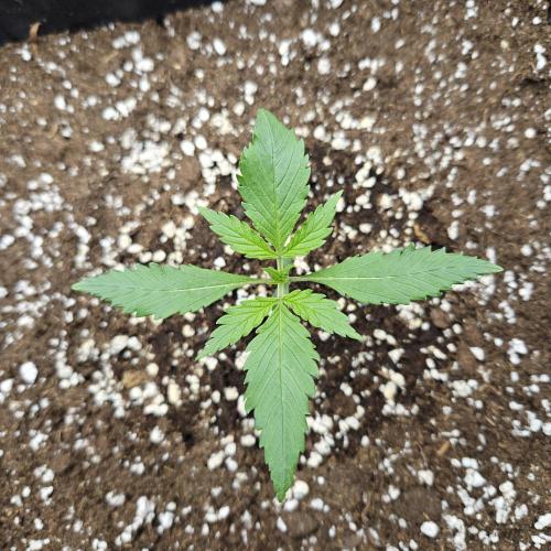 FastBuds Auto Mix Plagron. Week 1