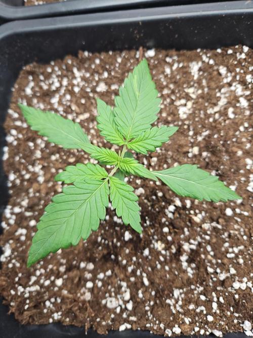 FastBuds Auto Mix Plagron. Week 2