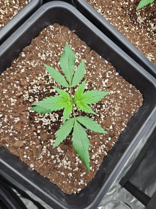 FastBuds Auto Mix Plagron. Week 2