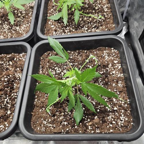 FastBuds Auto Mix Plagron. Week 3