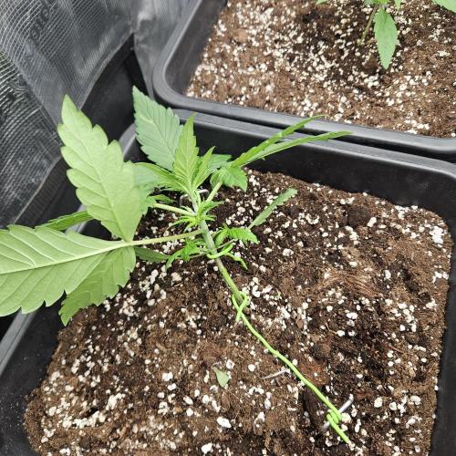 FastBuds Auto Mix Plagron. Week 3