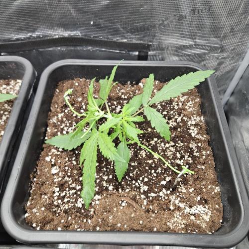 FastBuds Auto Mix Plagron. Week 3