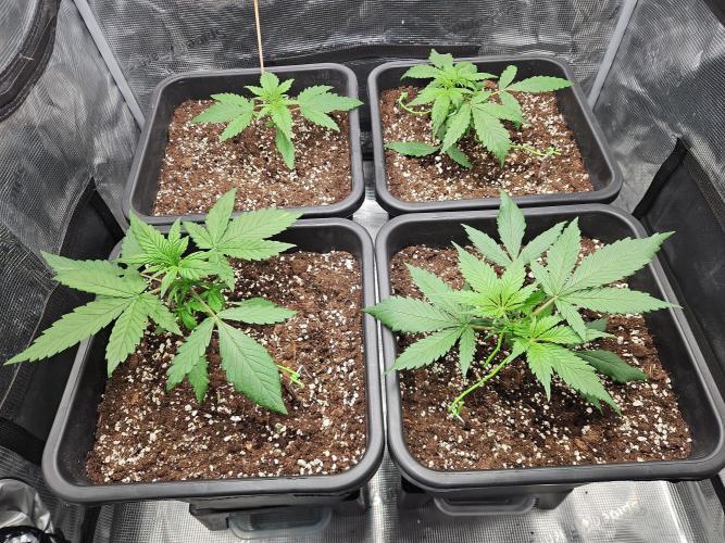 FastBuds Auto Mix Plagron. Week 3