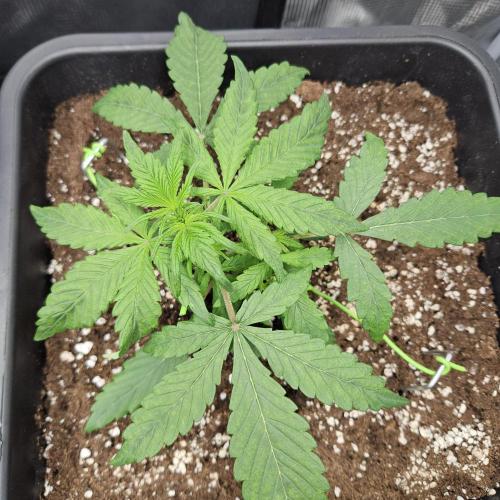 FastBuds Auto Mix Plagron. Week 3