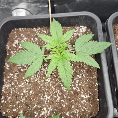 FastBuds Auto Mix Plagron. Week 3