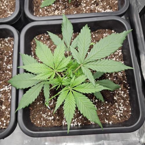 FastBuds Auto Mix Plagron. Week 3