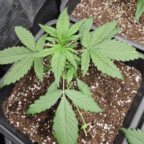 FastBuds Auto Mix Plagron. Week 3