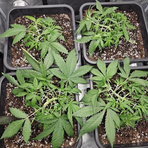 FastBuds Auto Mix Plagron. Week 4