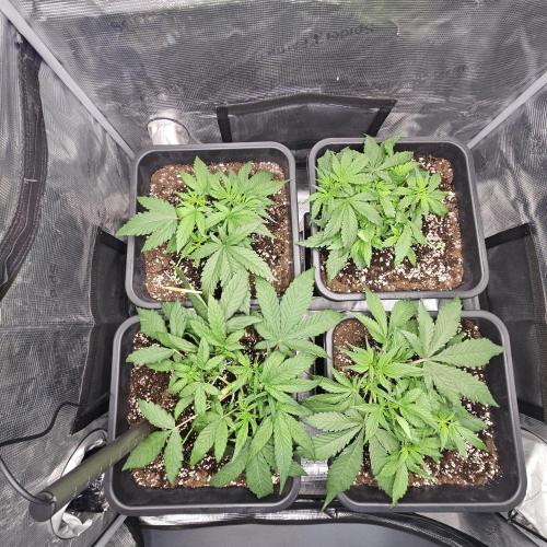 FastBuds Auto Mix Plagron. Week 4