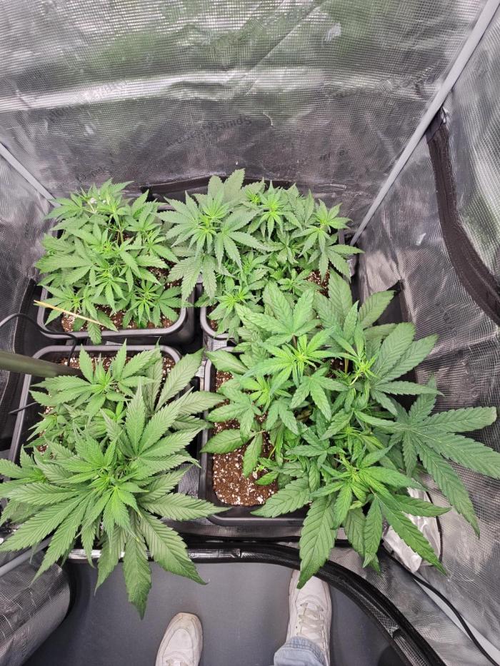 FastBuds Auto Mix Plagron. Week 5
