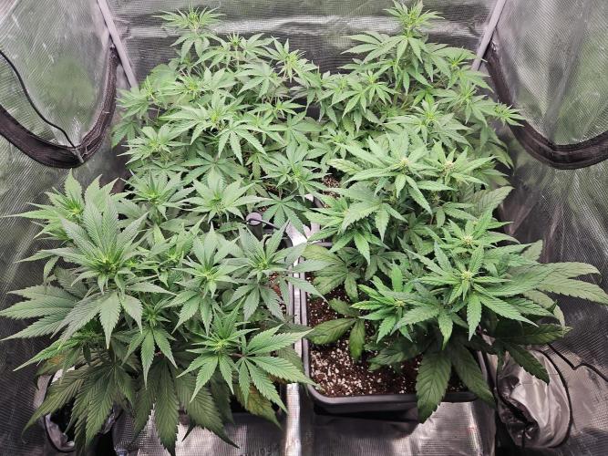 FastBuds Auto Mix Plagron. Week 6