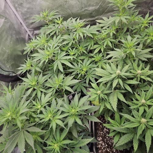 FastBuds Auto Mix Plagron. Week 6