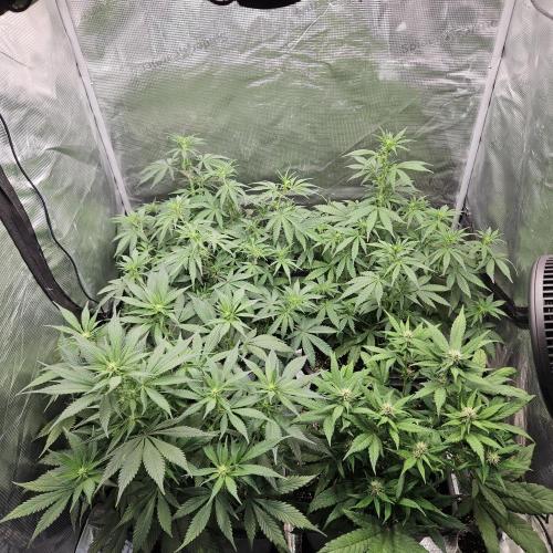 FastBuds Auto Mix Plagron. Week 7