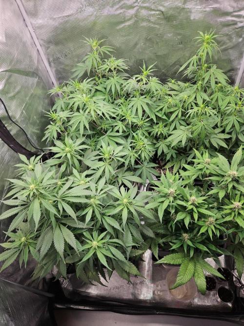 FastBuds Auto Mix Plagron. Week 7