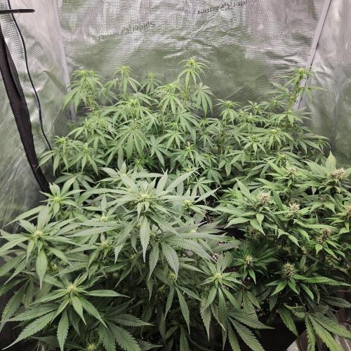 FastBuds Auto Mix Plagron. Week 6