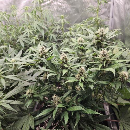 FastBuds Auto Mix Plagron. Week 6