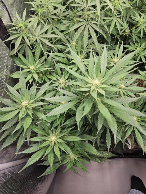 FastBuds Auto Mix Plagron. Week 8