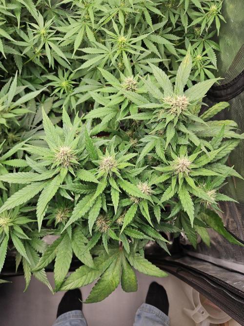 FastBuds Auto Mix Plagron. Week 8