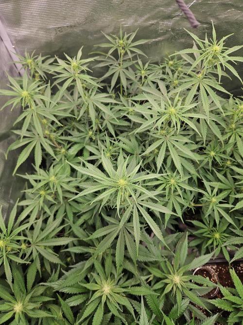 FastBuds Auto Mix Plagron. Week 8