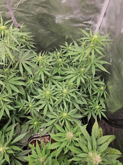 FastBuds Auto Mix Plagron. Week 8