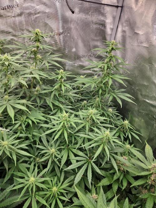 FastBuds Auto Mix Plagron. Week 9
